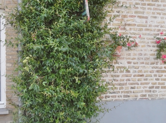 Tegeltuintjes